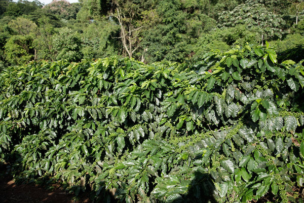 El Vergel Estate: The Farm Behind the Cup