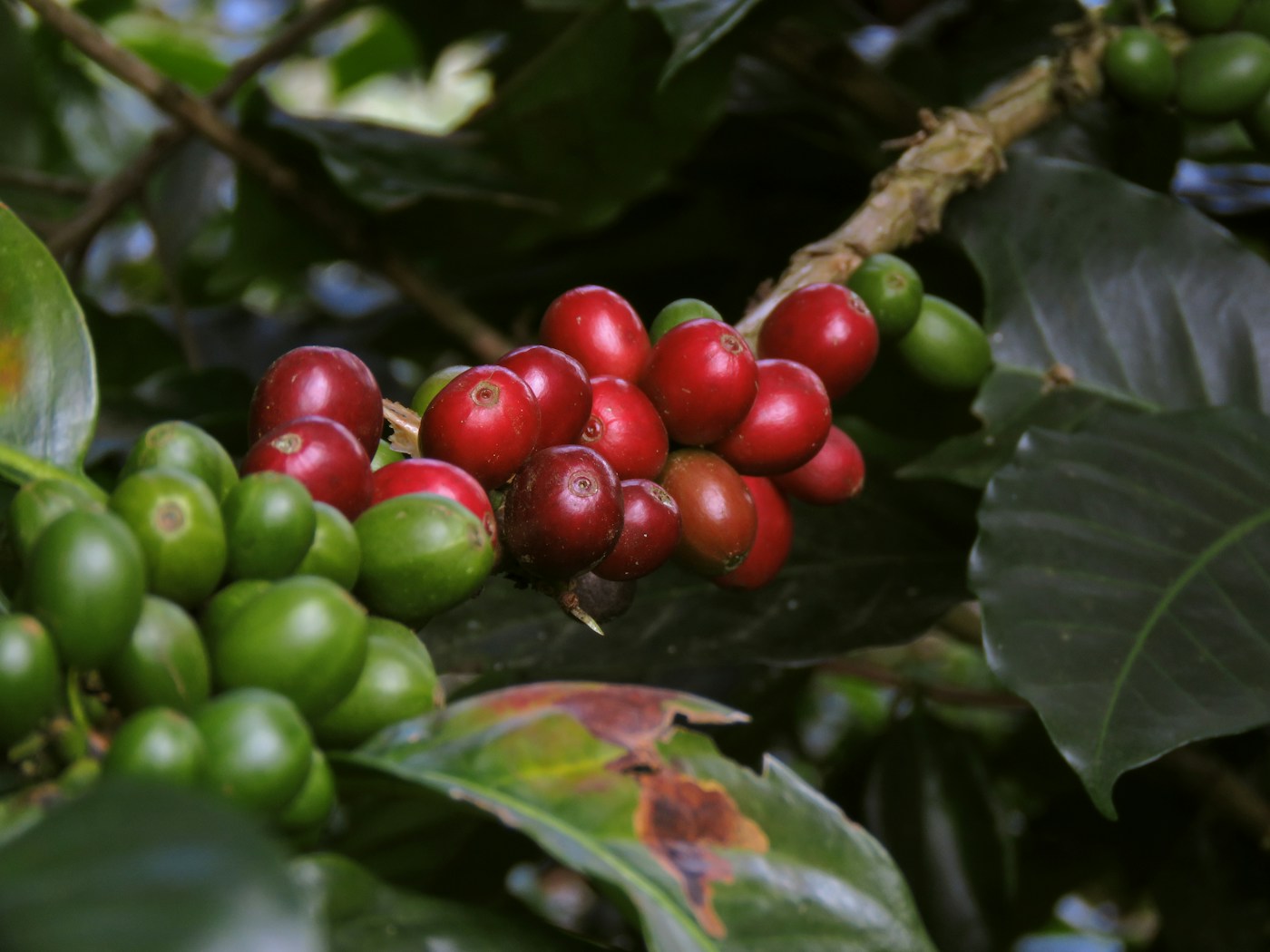 Wilton Benitez and the Coffee Worth Talking About