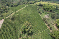 Wild Honey EA Decaf – Colombia Granja Paraiso 92 (Pink Bourbon)