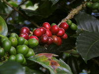 Wild Honey EA Decaf – Colombia Granja Paraiso 92 (Pink Bourbon)