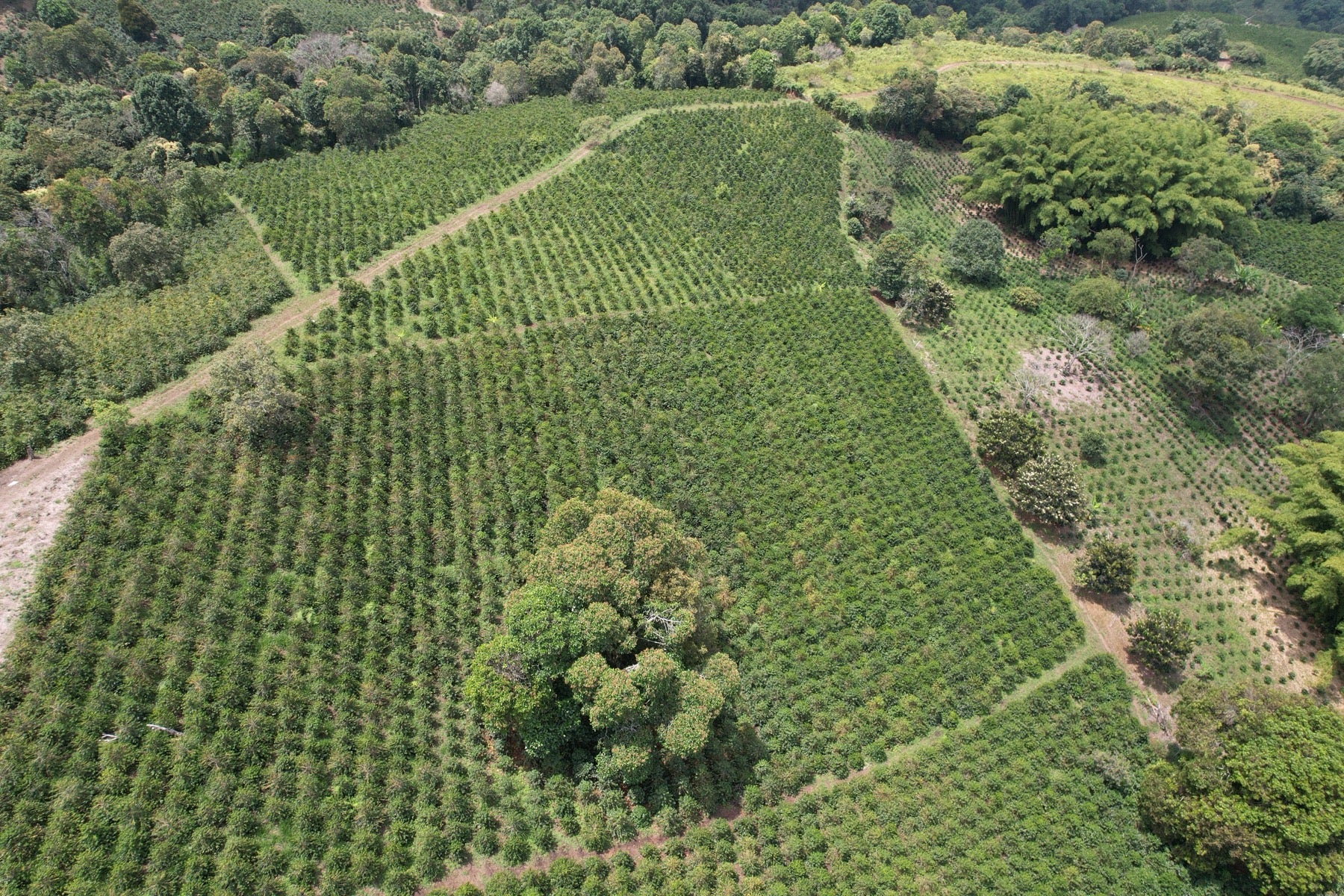 Wilton Benitez farm, Colombia